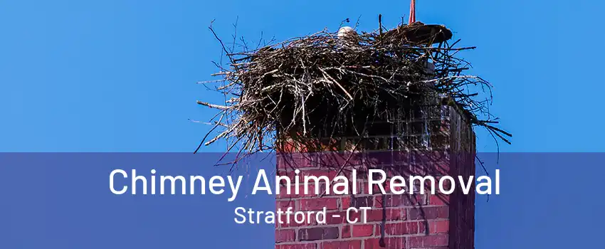 Chimney Animal Removal Stratford - CT