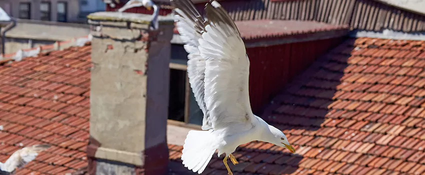 Residential Chimney Animal Removal Solution in Stratford, CT